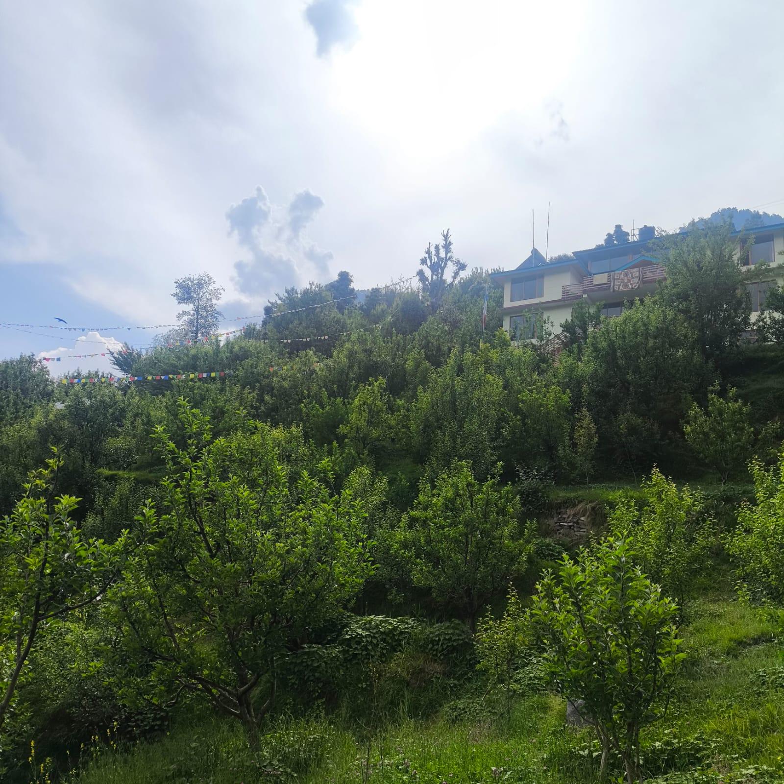 An apple orchard on terraced ground in Kullu district, Himachal Pradesh
