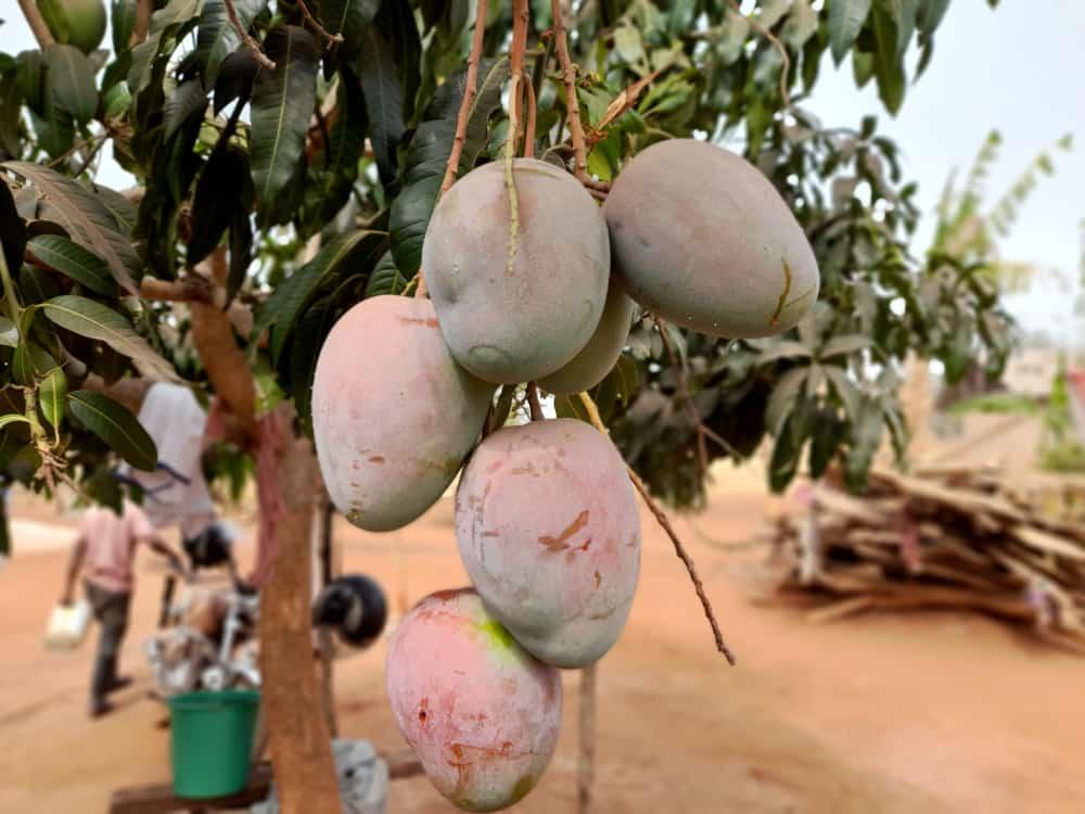A cluster of mangoes ready for harvest