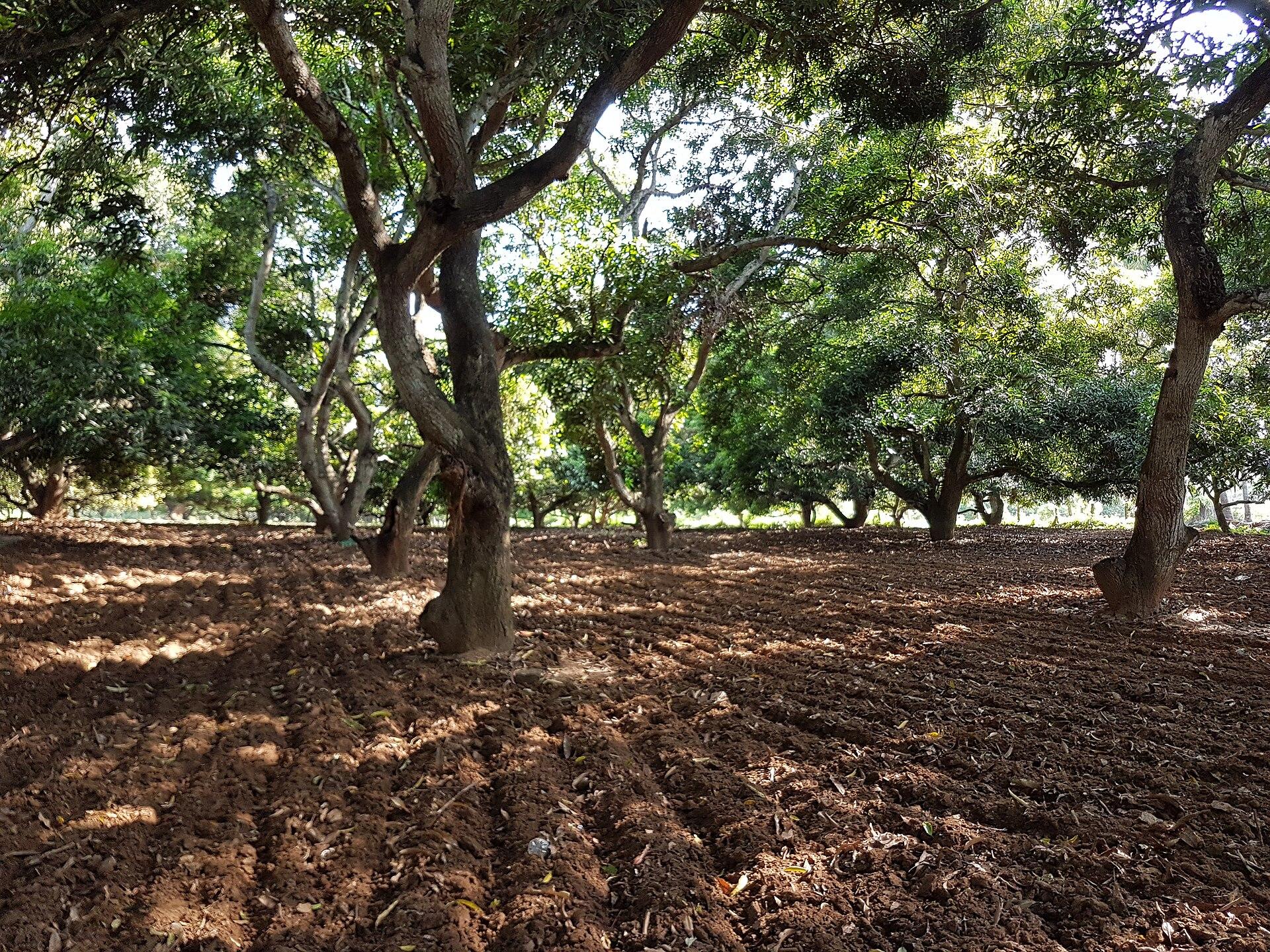 A mango orchard with tilled rows between the trees